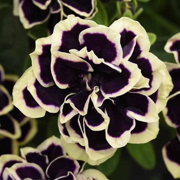 Mystical Midnight Gold Petunia Seeds