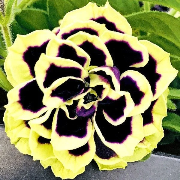 Mystical Midnight Gold Petunia Seeds