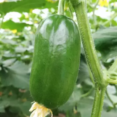 Healthy Fat Loss Area🌈🌿Milk Thumb Cucumber🥒