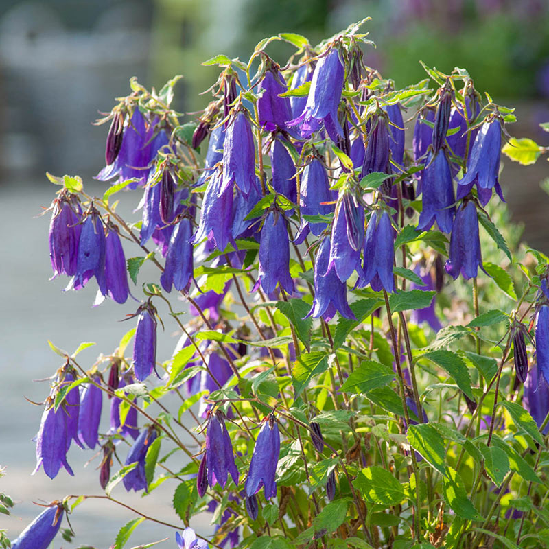 🎇50% discount🌼Easy to pop blue-purple flowering plants in spring and summer/Seeds