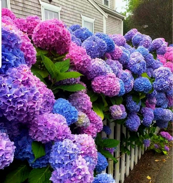 💙100 Pcs Hydrangea Seed Bonsai Flower Seeds ☀️Hydrangea Perennial Garden Home