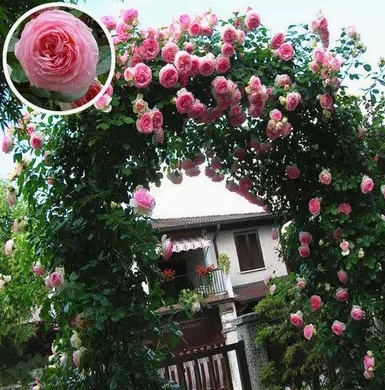 50pcs/Bag Climbing Rose Seeds