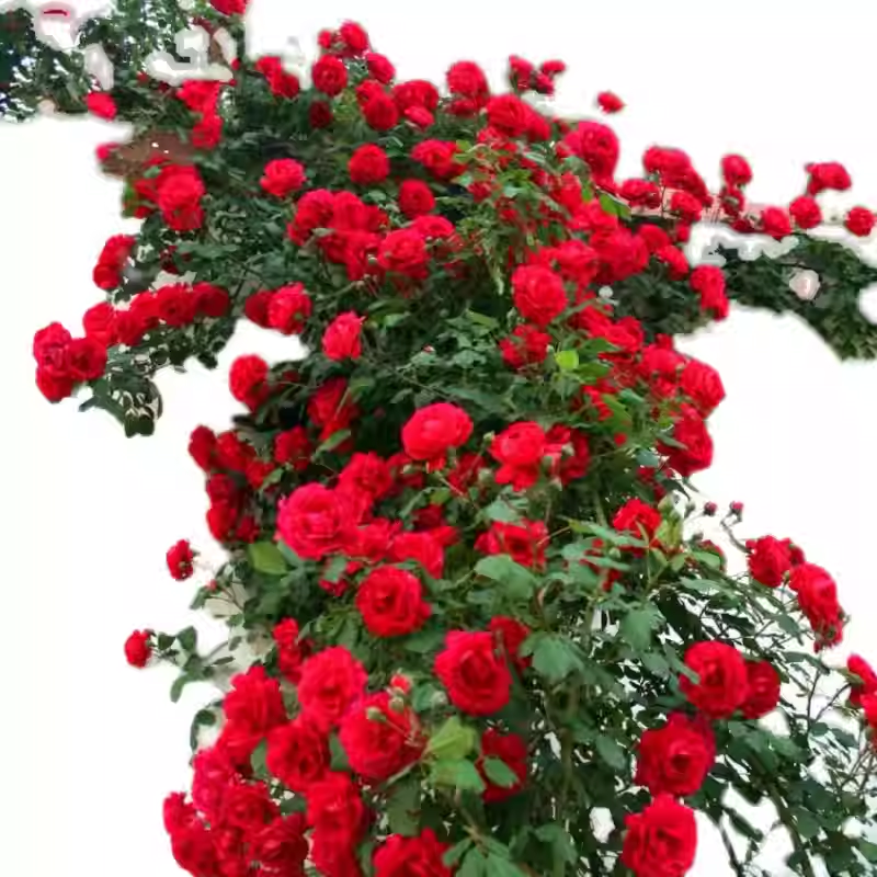 50pcs/Bag Climbing Rose Seeds