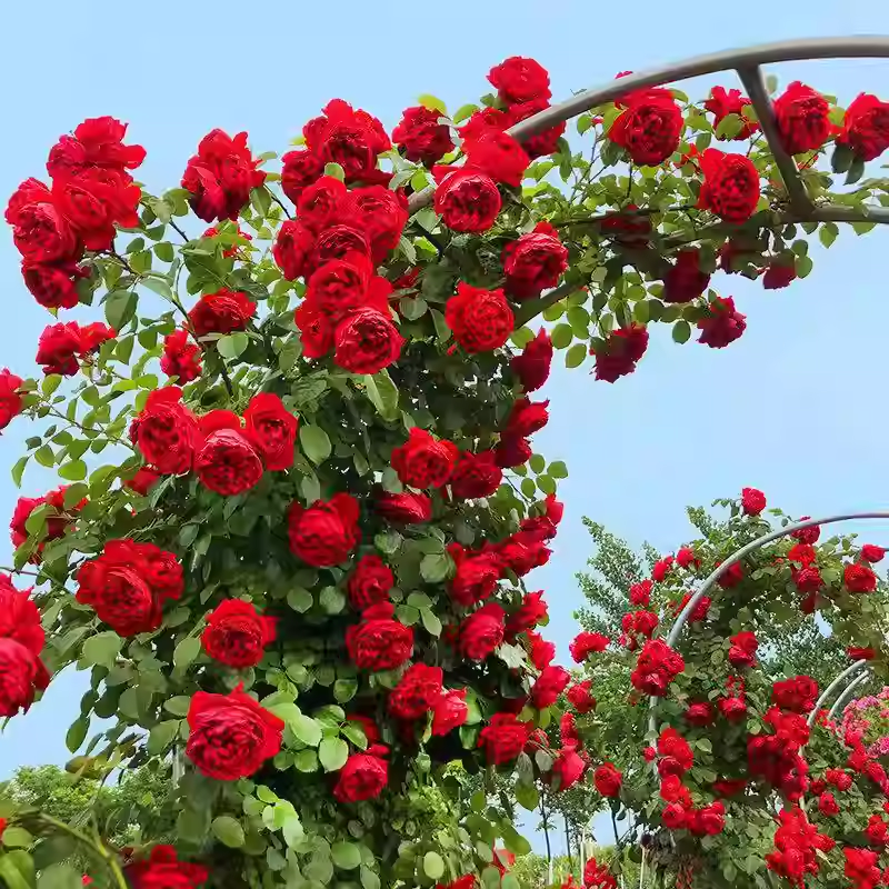 50pcs/Bag Climbing Rose Seeds