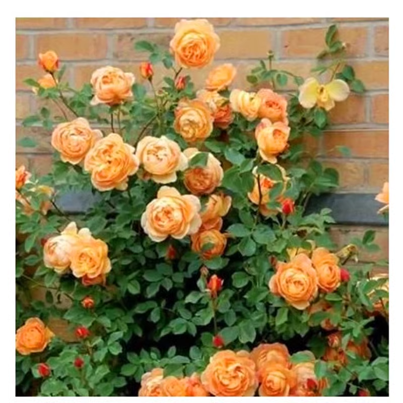 50pcs/Bag Climbing Rose Seeds