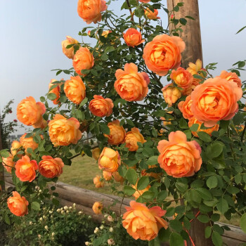 50pcs/Bag Climbing Rose Seeds