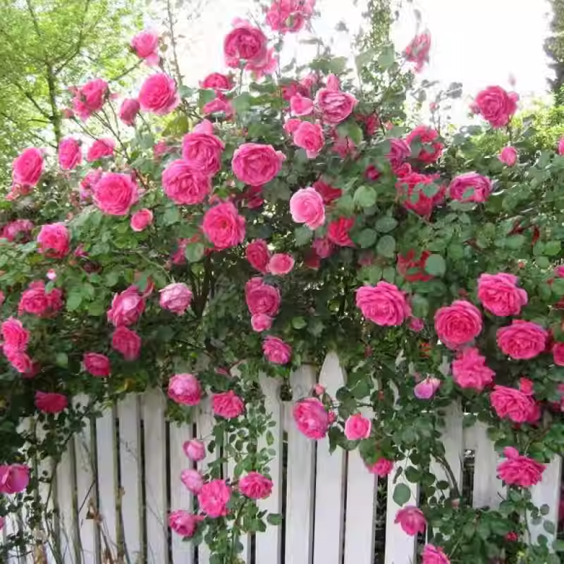 50pcs/Bag Climbing Rose Seeds