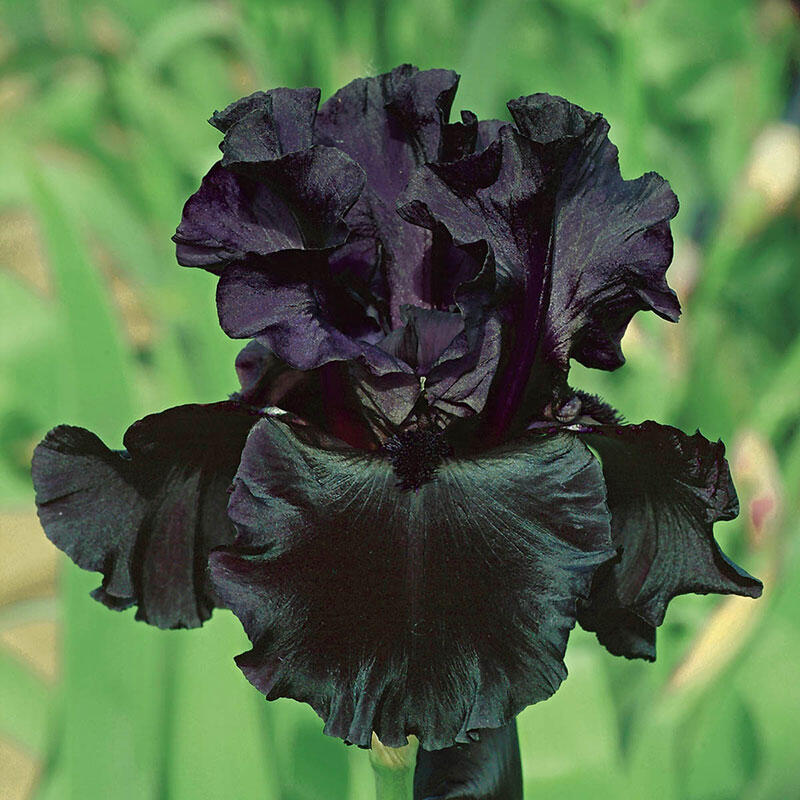 🚨Hot Sale-Iris 'Just Around Midnight'-🌺Spring Planting