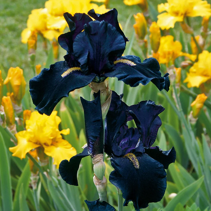 🚨Hot Sale-Iris 'Just Around Midnight'-🌺Spring Planting