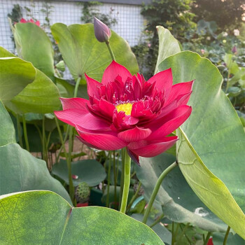 🚨Best selling for 2024🎉Lucky red lotus❤️🍀It is said to bring good luck
