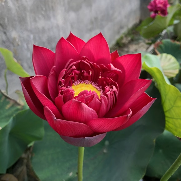 🚨Best selling for 2024🎉Lucky red lotus❤️🍀It is said to bring good luck