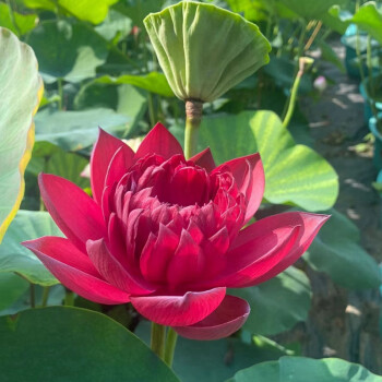 🚨Best selling for 2024🎉Lucky red lotus❤️🍀It is said to bring good luck