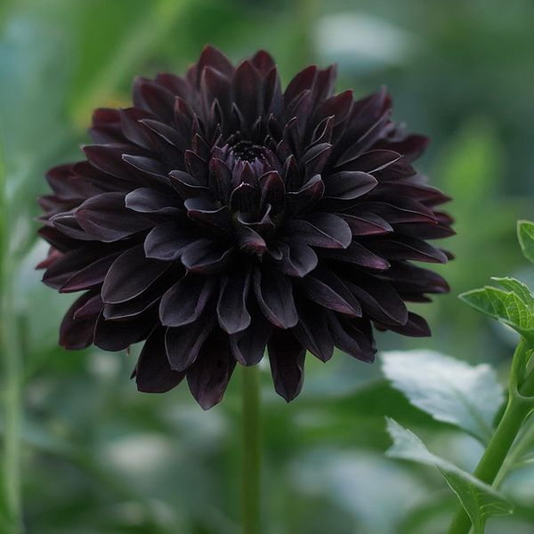 53% off🎉Non-GMO Black Chrysanthemum🖤Heirloom Seeds