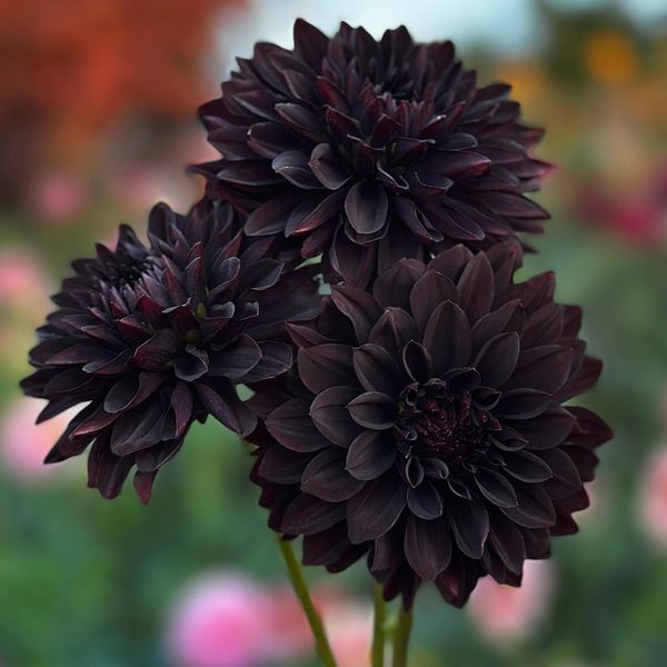 53% off🎉Non-GMO Black Chrysanthemum🖤Heirloom Seeds