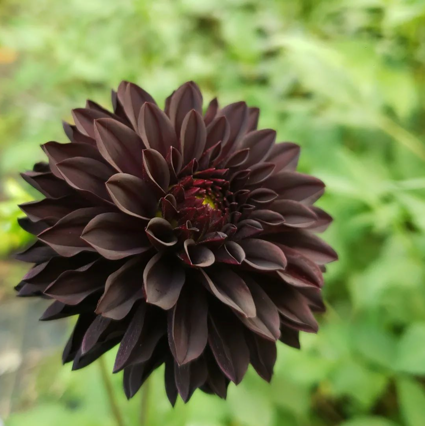53% off🎉Non-GMO Black Chrysanthemum🖤Heirloom Seeds