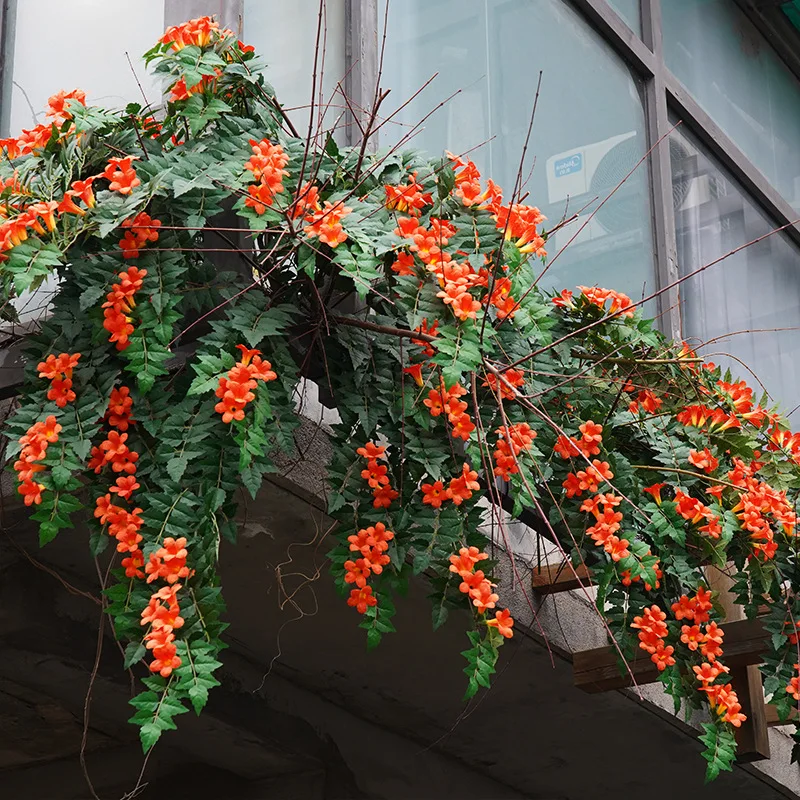 Hot sale 🚨American cypress 🧡The first choice for wall-climbing plants