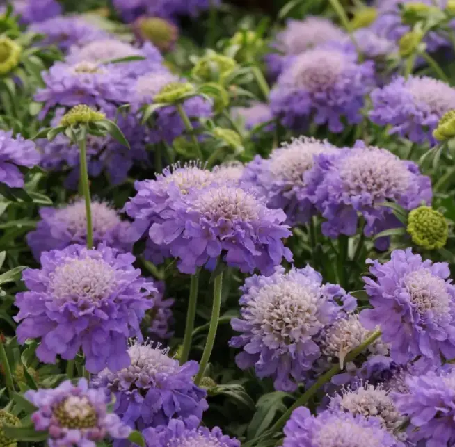 Hot Selling🎉Lomelosia Caucasica🫧Perennial Flower