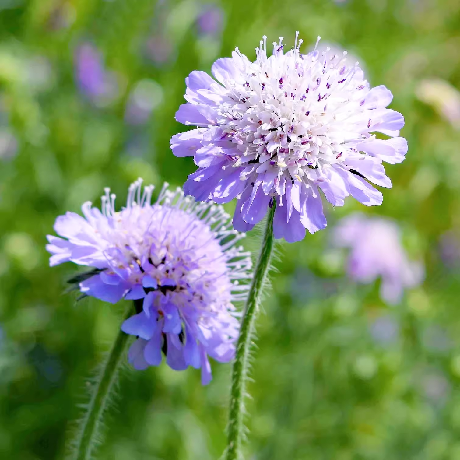 Hot Selling🎉Lomelosia Caucasica🫧Perennial Flower