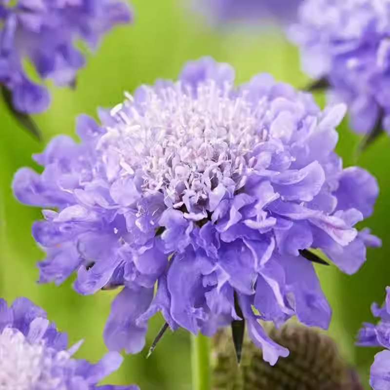 Hot Selling🎉Lomelosia Caucasica🫧Perennial Flower