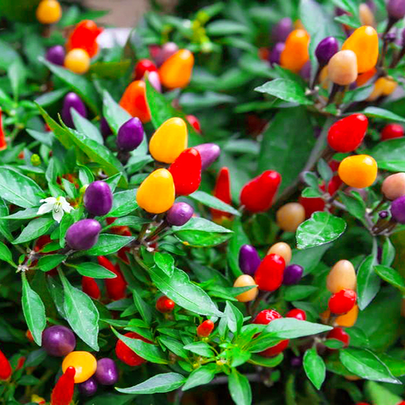 2024 Hot Sale🌶️🌈Colorful Pepper Seeds🚨Limited Stock