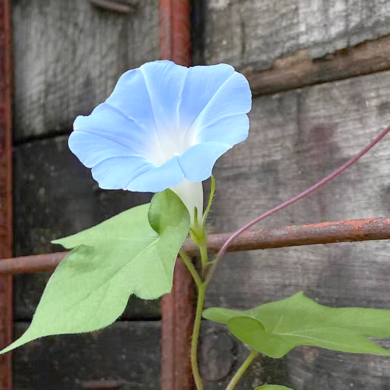 Hot Sale With 56% Off🎉Morning Glory-Climbing Vine🍃🫧Quick Flower Wall In 2 Months
