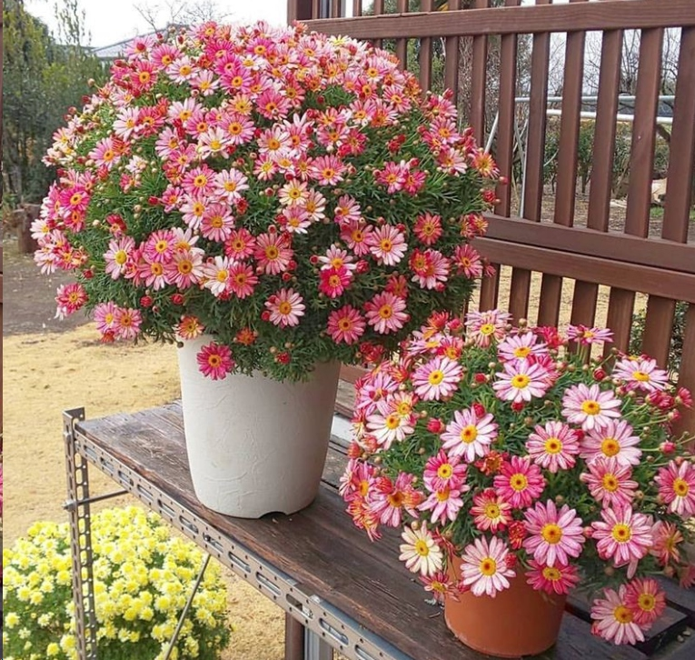 Hot sale🔥Marguerite daisy/multi-color🌼explosion machine