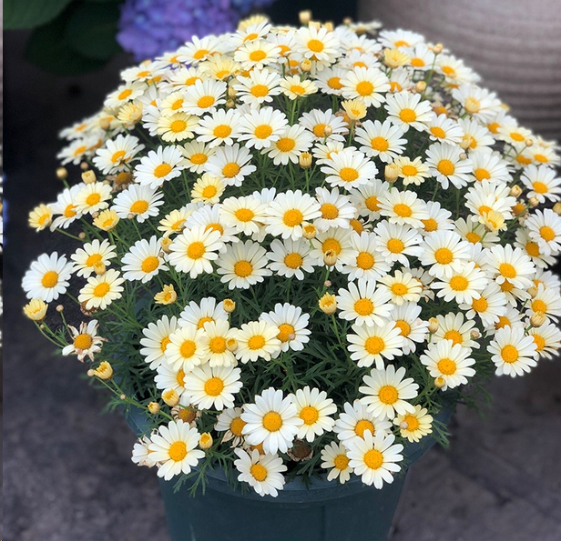 Hot sale🔥Marguerite daisy/multi-color🌼explosion machine