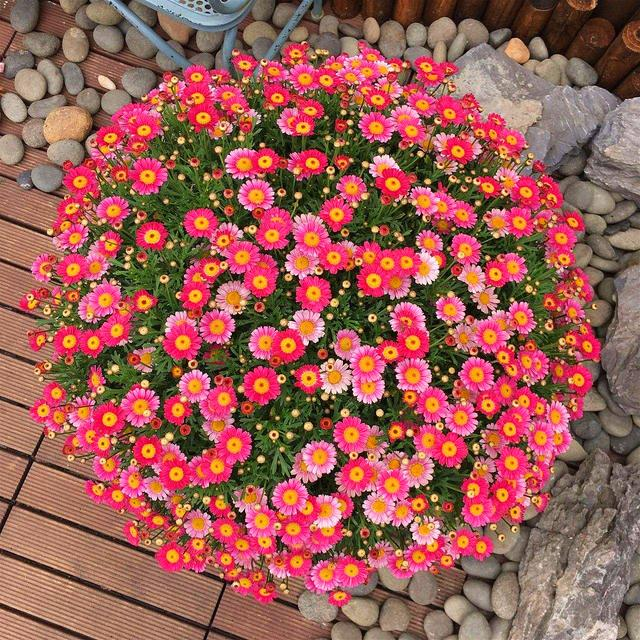 Hot sale🔥Marguerite daisy/multi-color🌼explosion machine