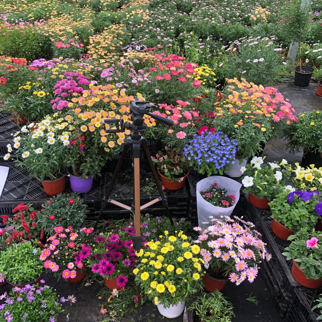 Hot sale🔥Marguerite daisy/multi-color🌼explosion machine