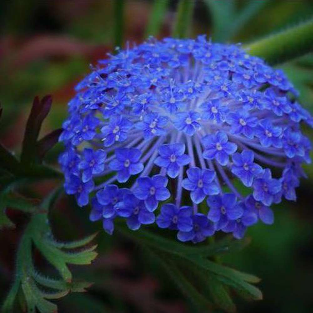 Hot sale🔥Trachymene coerulea seeds🌈Buy 3 get 1 free