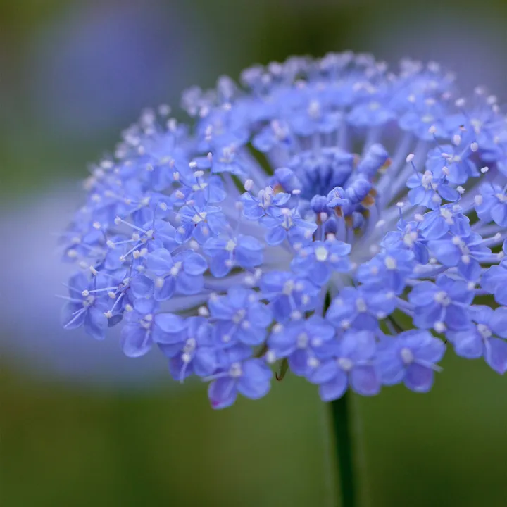 Hot sale🔥Trachymene coerulea seeds🌈Buy 3 get 1 free