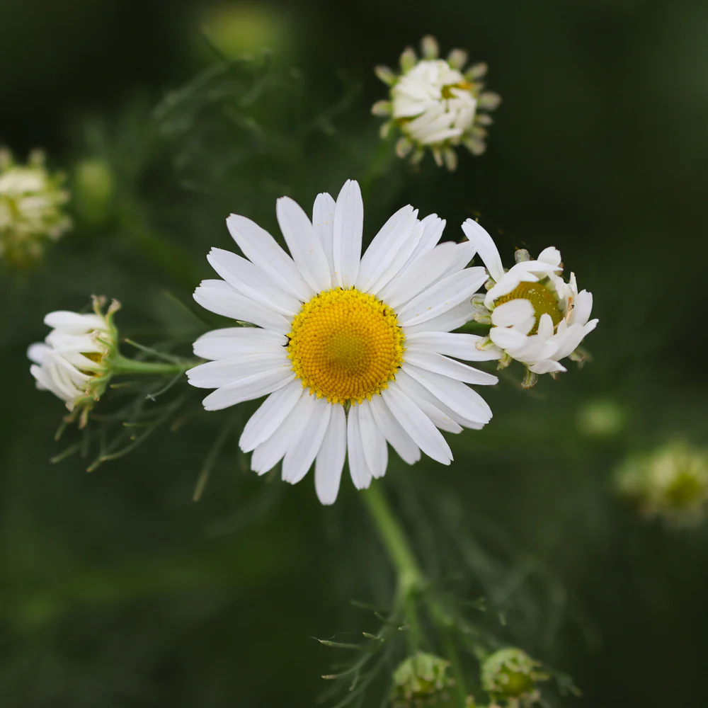 🔥Hot sale🎉Chamomile Seeds✨🌼Beautiful flowers not to be missed