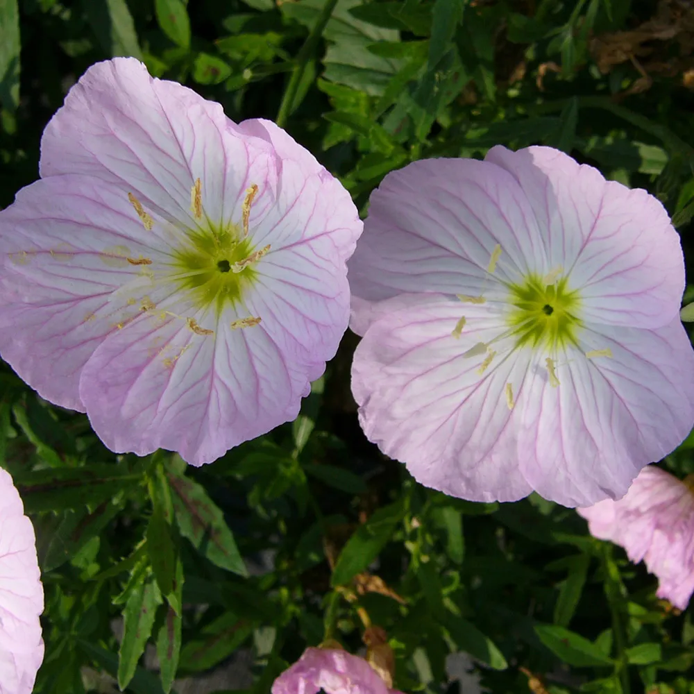 Evening primrose✨🫧Flowers for all seasons in balcony and courtyard
