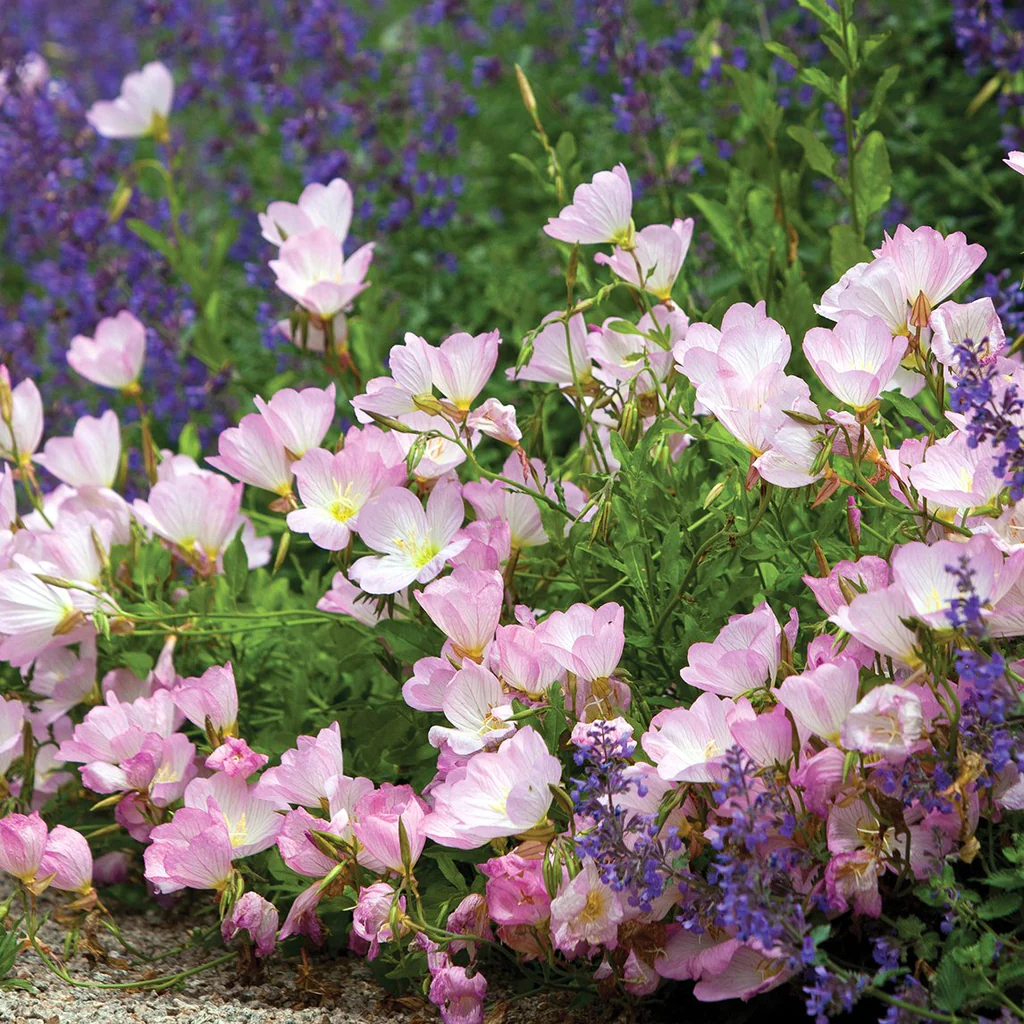 Evening primrose✨🫧Flowers for all seasons in balcony and courtyard