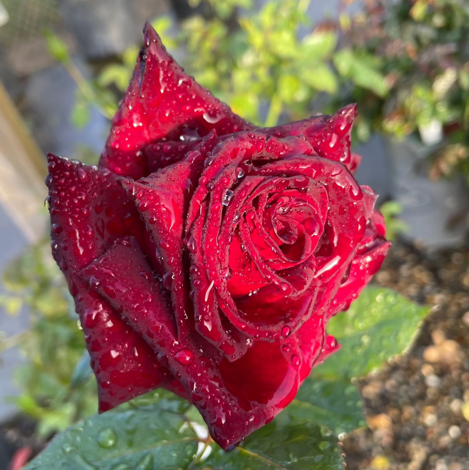 🎉Limited Time Discount🎉Black Buck Rose❤️🖤Heirloom Seeds