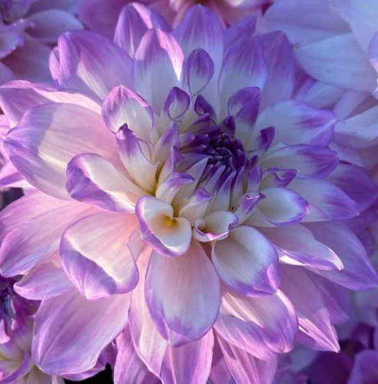 💟Dahlia 'Mikayla Miranda'💟Ground and potted plants
