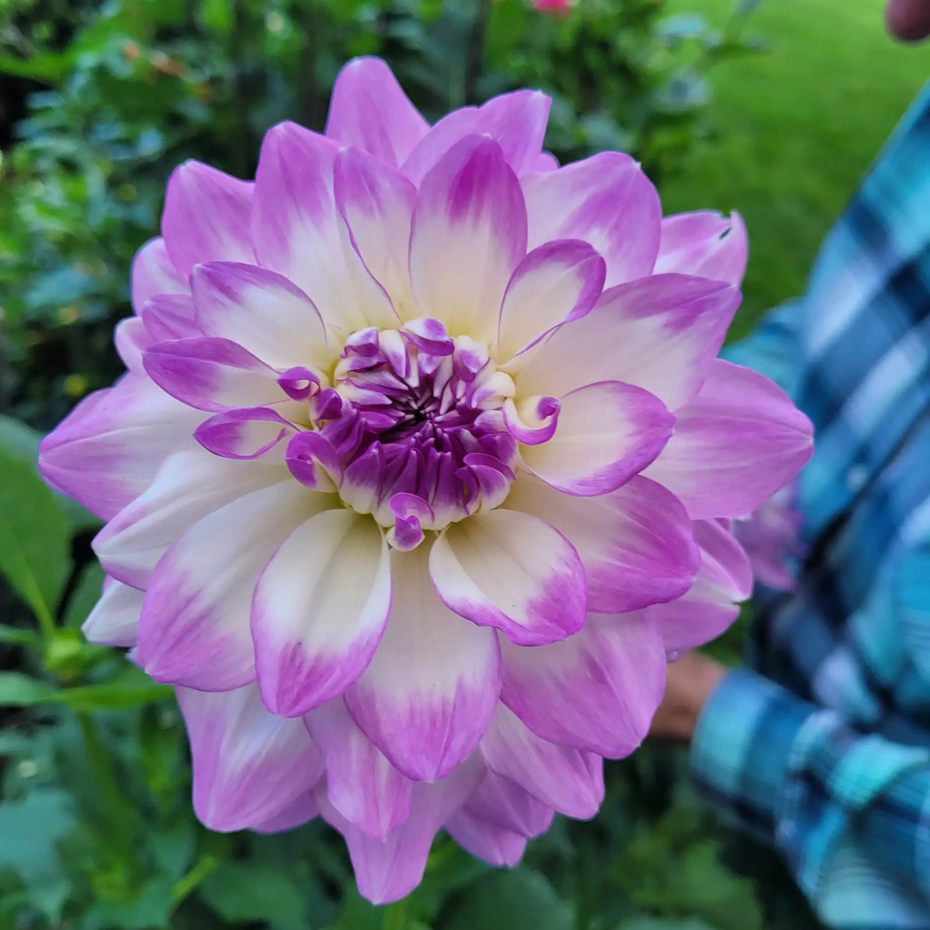 💟Dahlia 'Mikayla Miranda'💟Ground and potted plants
