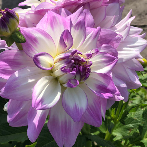 💟Dahlia 'Mikayla Miranda'💟Ground and potted plants
