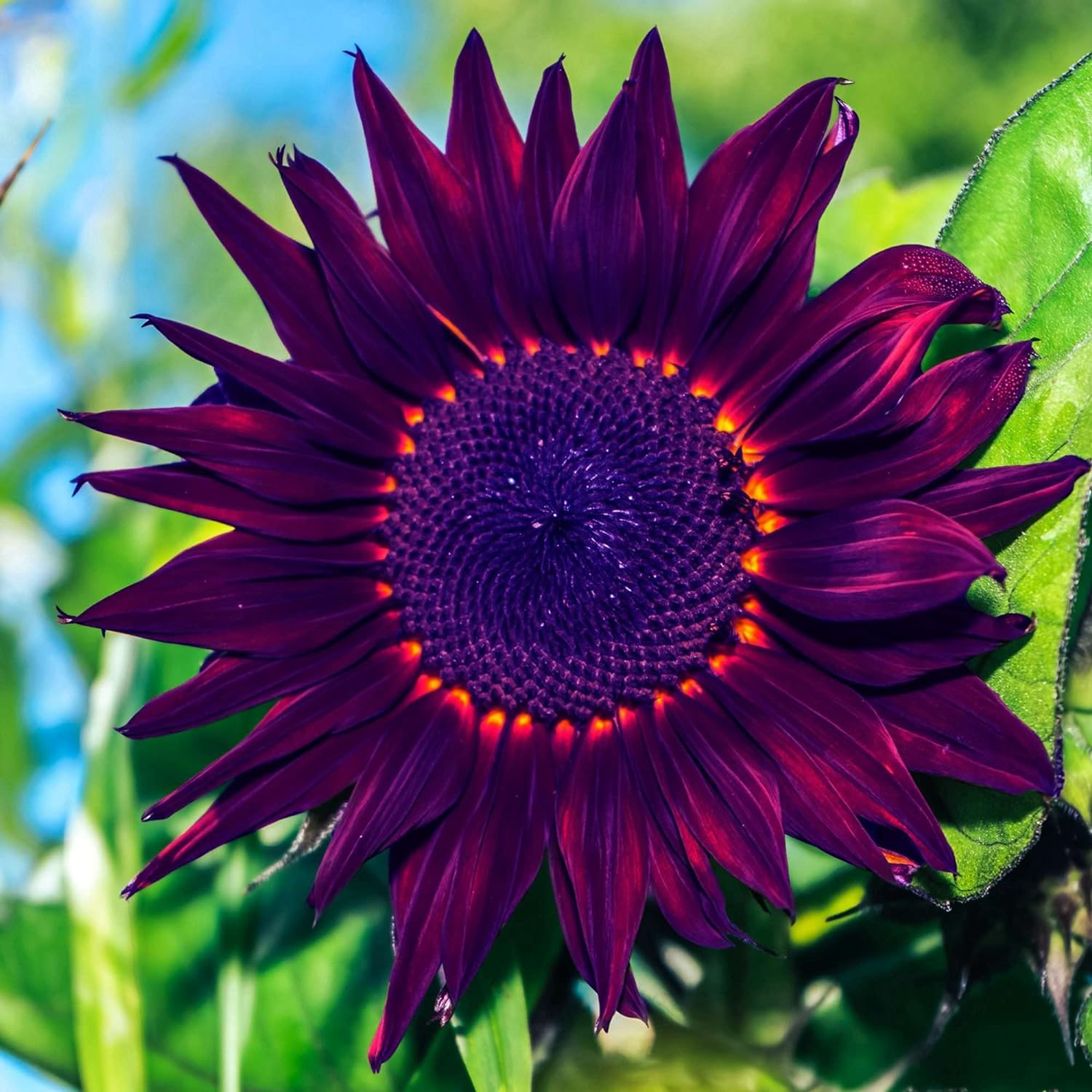 Rare dark purple sunflower💜