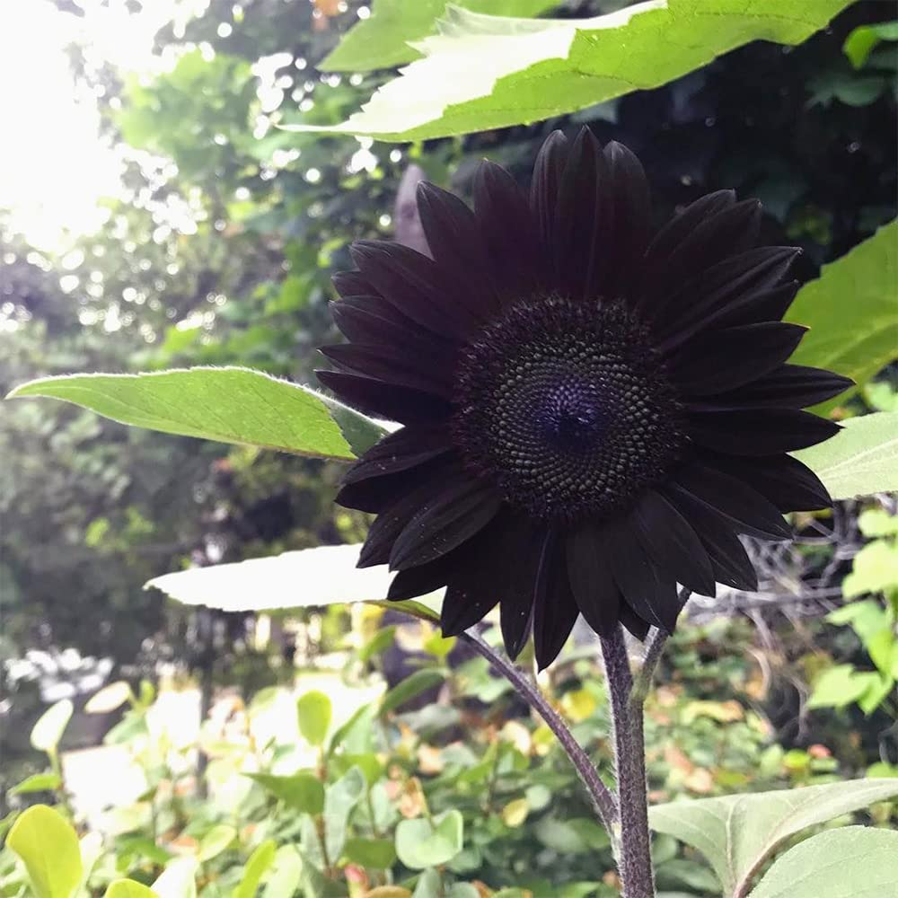 Rare color black sunflower Seeds Plants Garden Planting Colorful Rare Bonsai 
