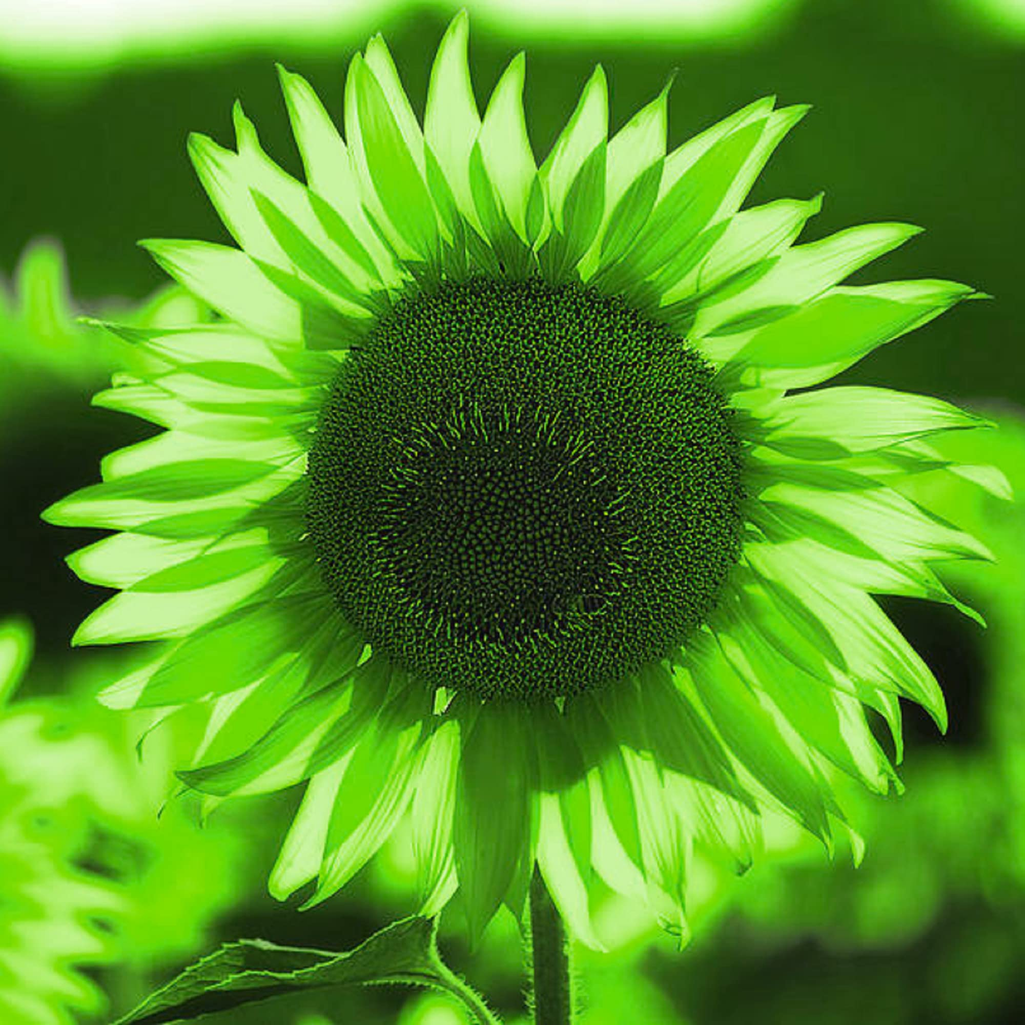 Rare green purple sunflower💚🌻