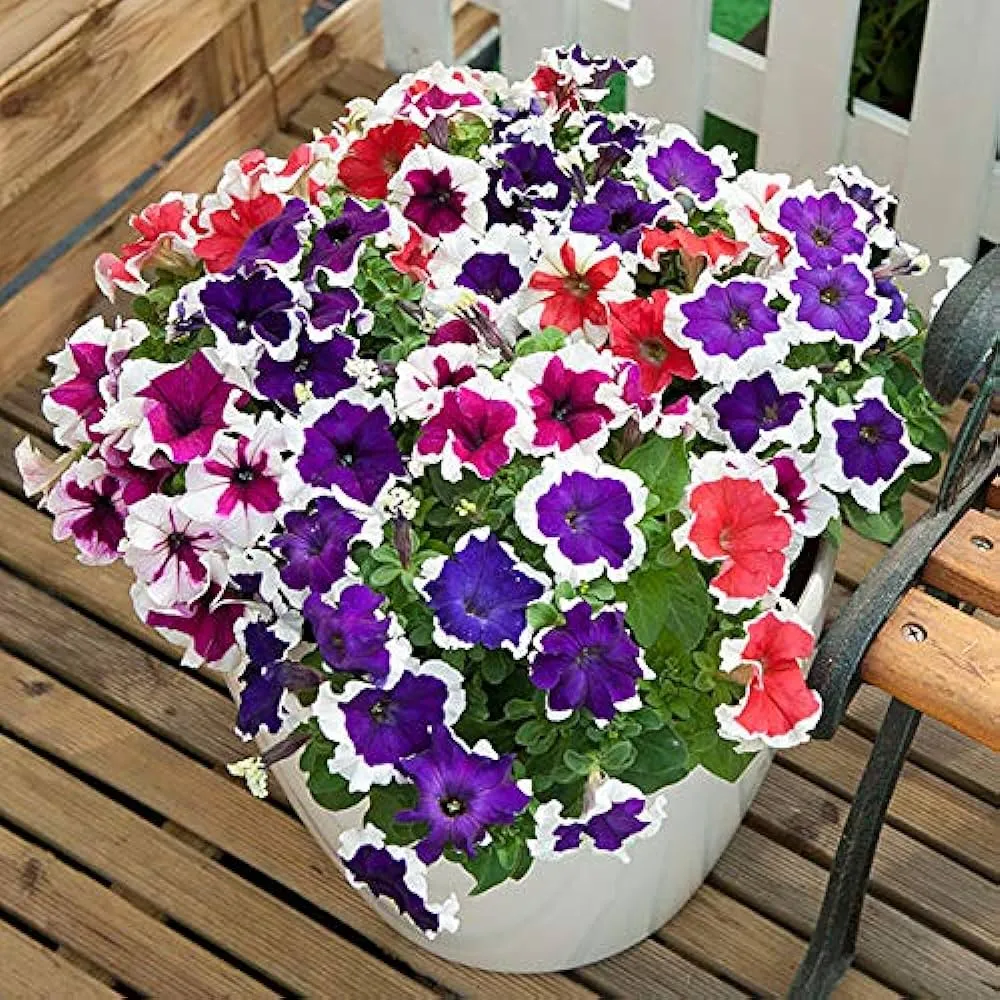 Hot Sale✨Potted Petunia🎉Great Value For Money
