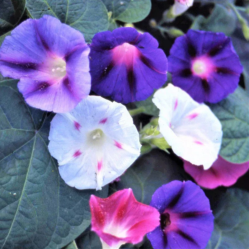 Hot Sale✨Potted Petunia🎉Great Value For Money