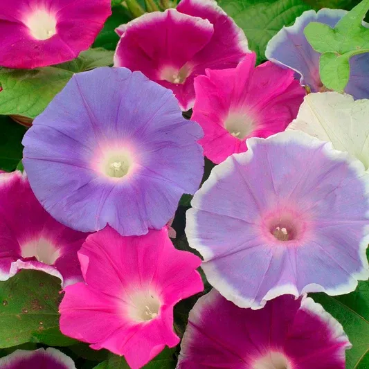 Hot Sale✨Potted Petunia🎉Great Value For Money