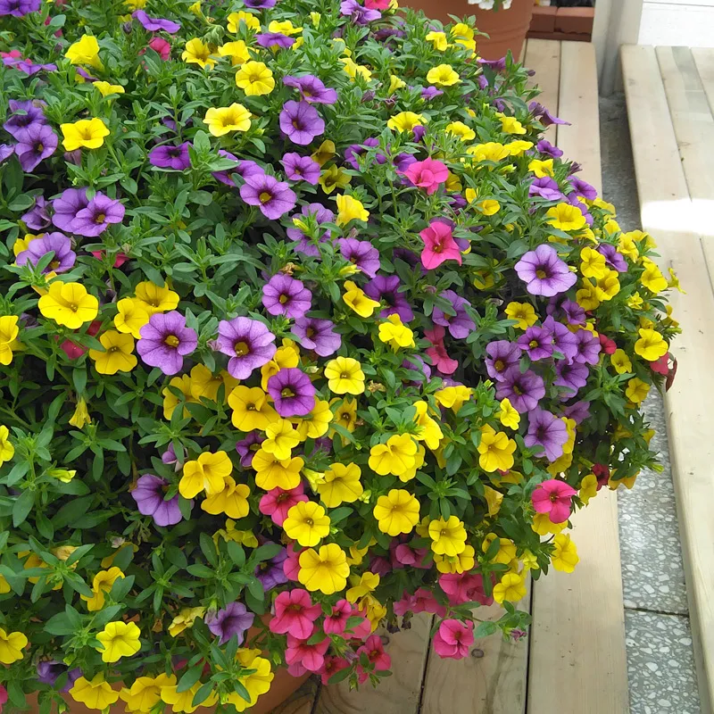 Hot Sale✨Potted Petunia🎉Great Value For Money