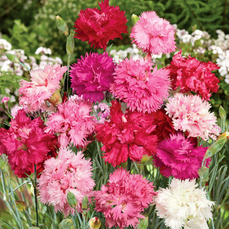 Auswahl zum Muttertag 2024🥰Nelkenmischung💕