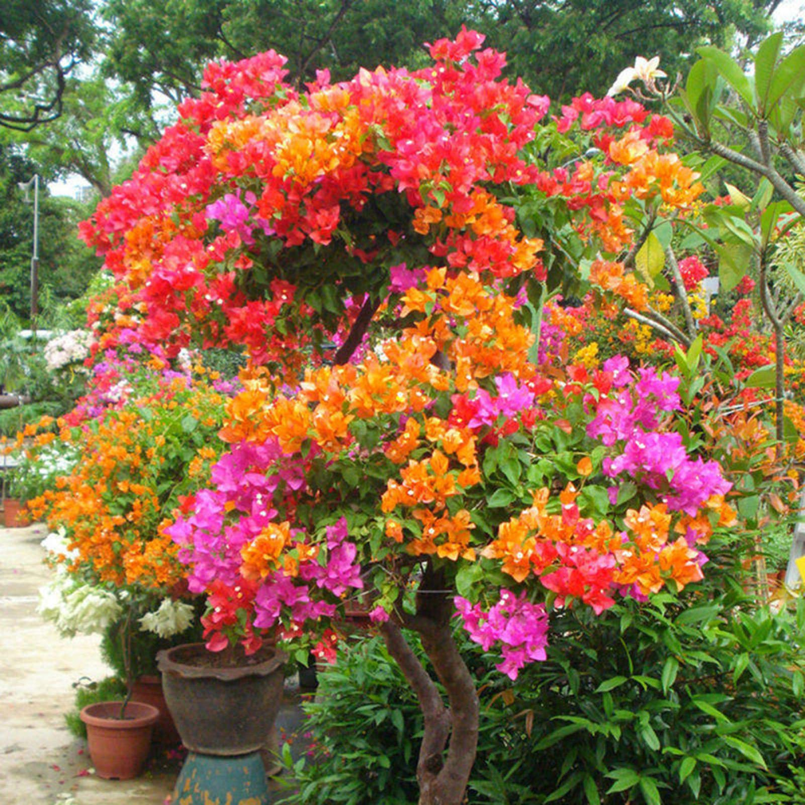 Rainbow Colors Bougainvillea