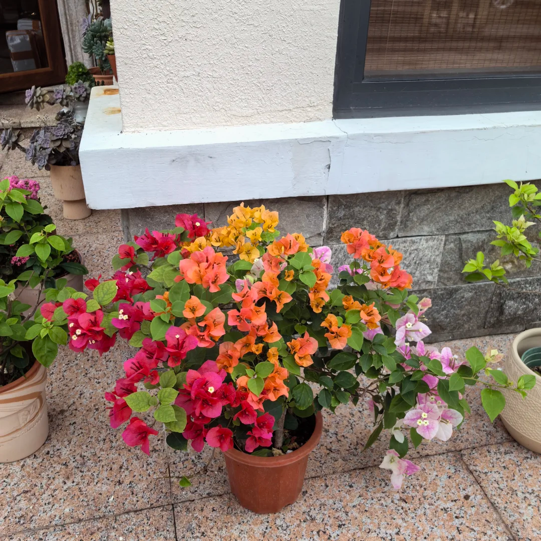 Rainbow Colors Bougainvillea