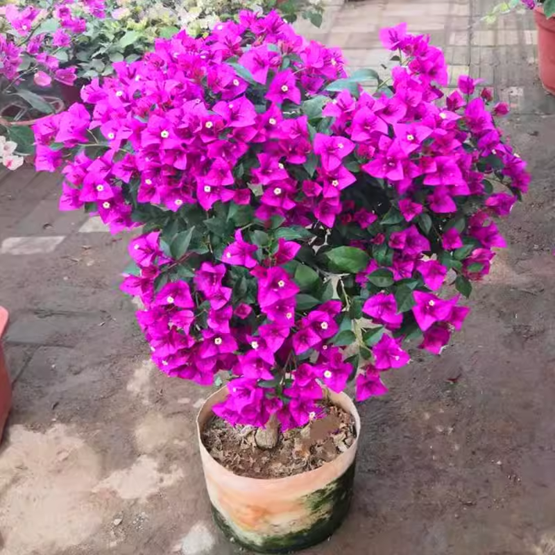 Yunnan Purple Bougainvillea