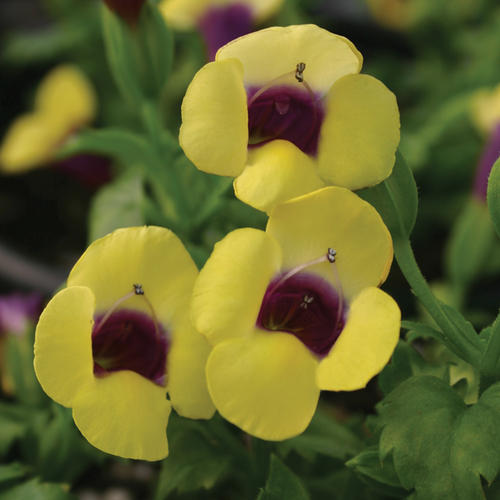 Hot Sale In Summer🔥Wishbone Flower Seeds